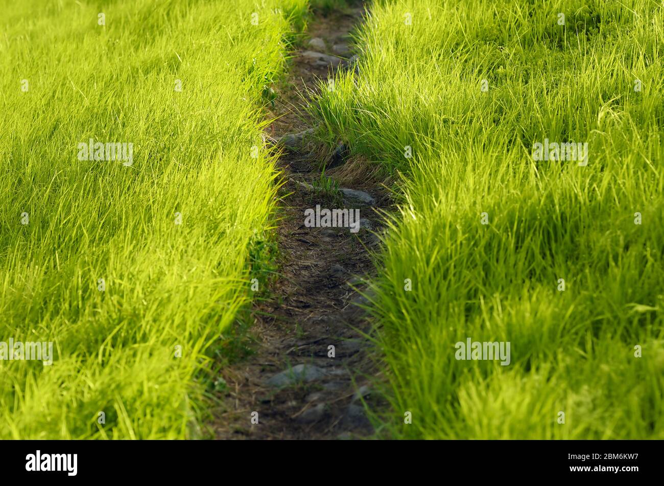 Natürliche Abstraktion. Der Weg in die üppigen, grünen Gras Stockfoto