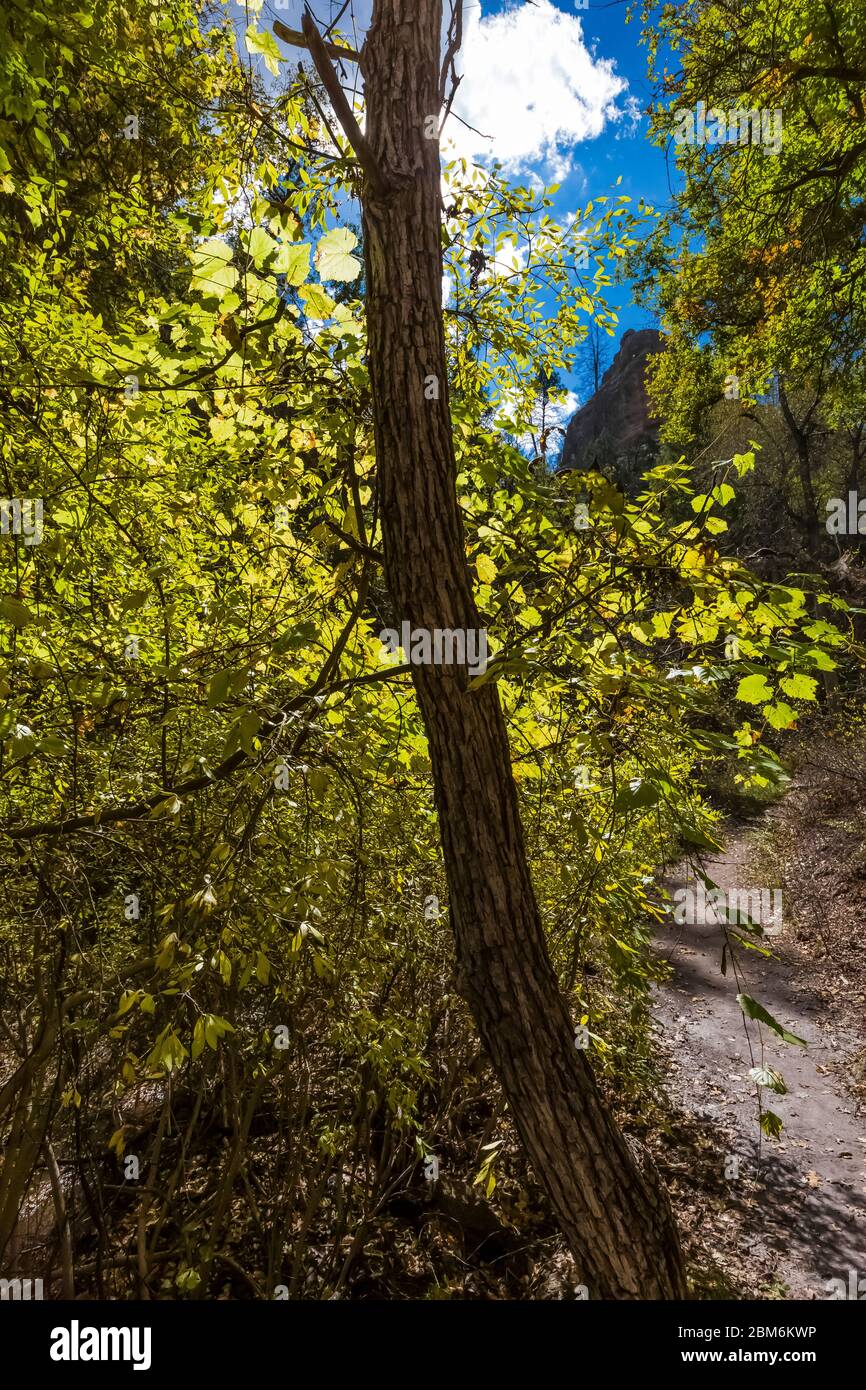Wald entlang Cliff Dweller Trail im Gila Cliff Dwellings National Monument, New Mexico, USA Stockfoto