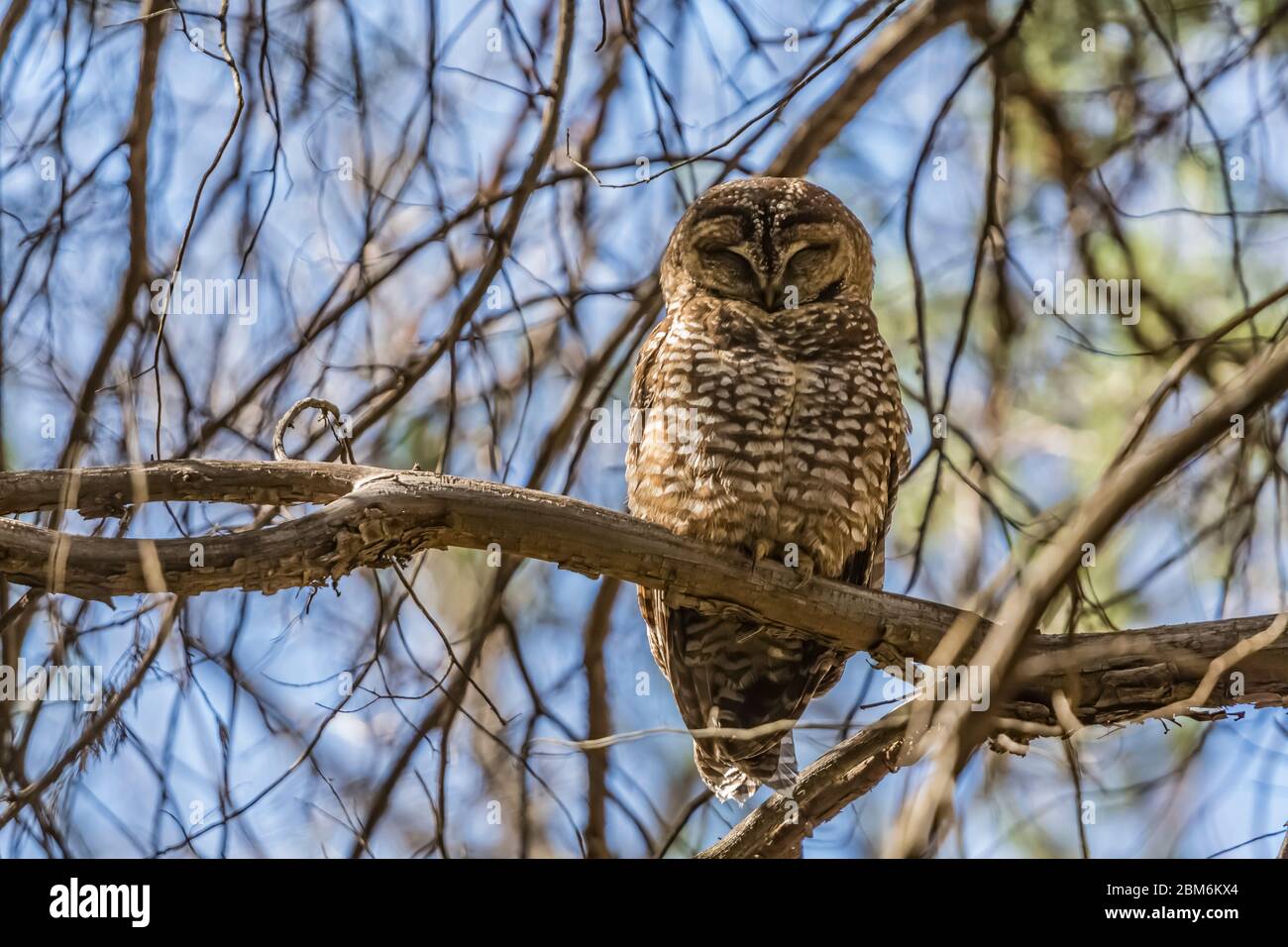 Mexikanische Eule, Strix occidentalis lucida, eine bedrohte Art, thront in einem Baum entlang des Cliff Dweller Trail in Gila Cliff Dhablings National Stockfoto