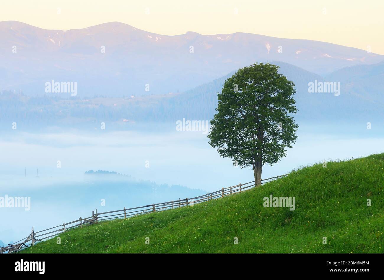 Morgen in einem Bergdorf. Ländliche Sommerlandschaft mit eineineineineinmandlichem Baum. Karpaten, Ukraine, Europa Stockfoto
