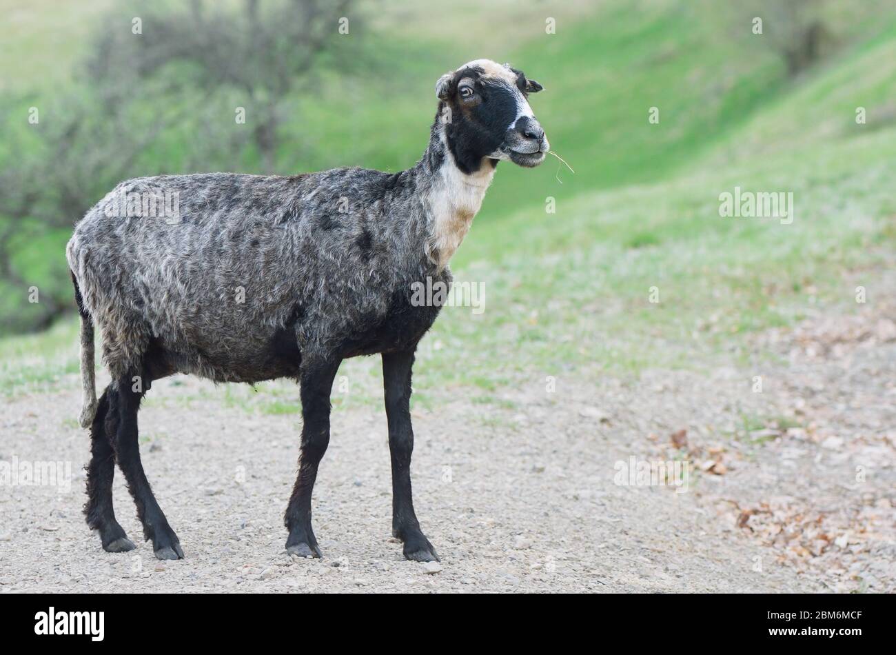Getrimmte Schafe mit Gras im Mund Stockfoto