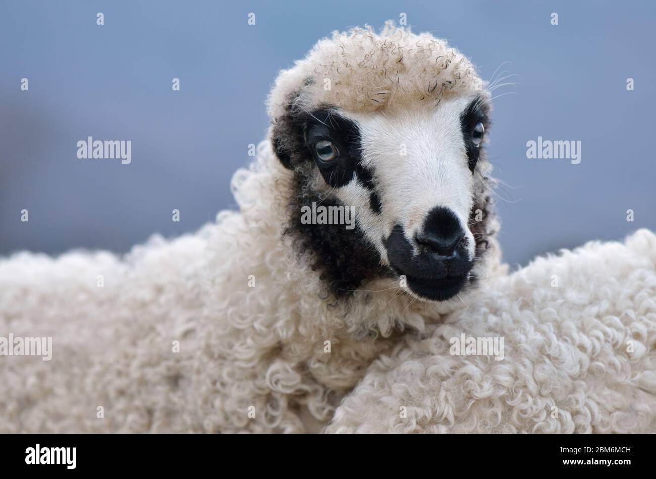 Weiße junge Schafe mit schwarzen Flecken im Gesicht Stockfoto