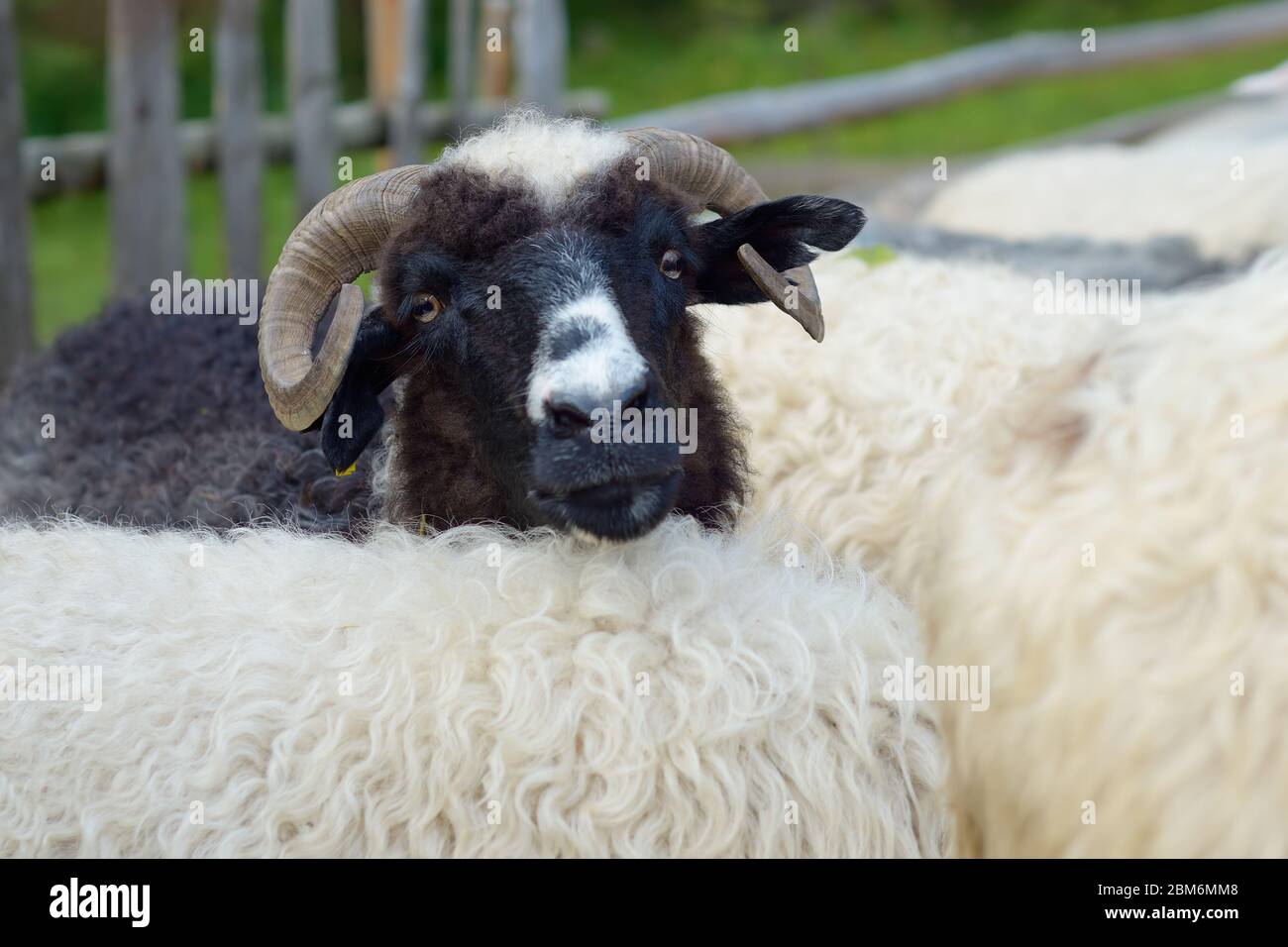 Schwarze Schafe in der Herde Stockfoto