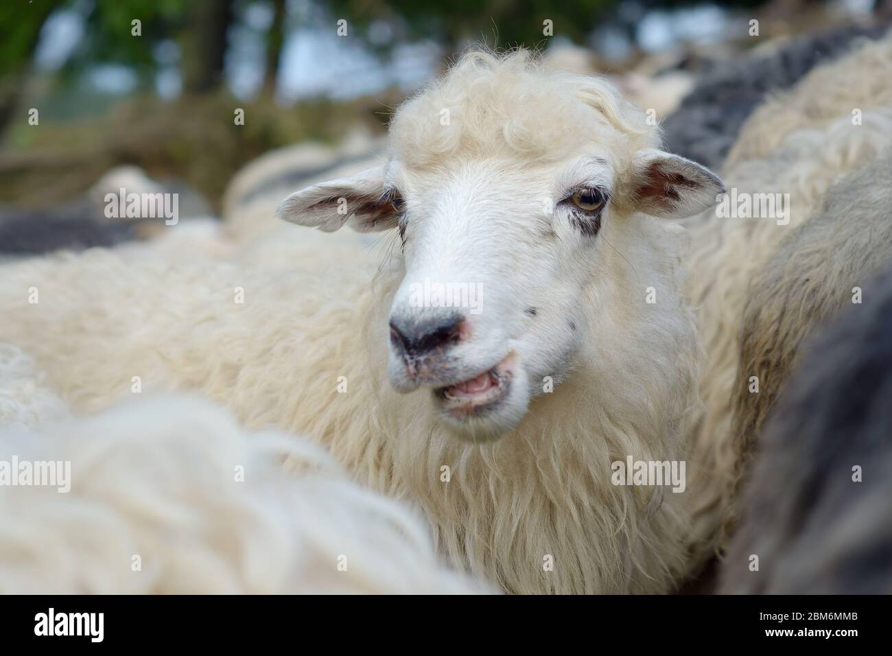 Schafe kauen Gras. Herde auf der Weide Stockfoto