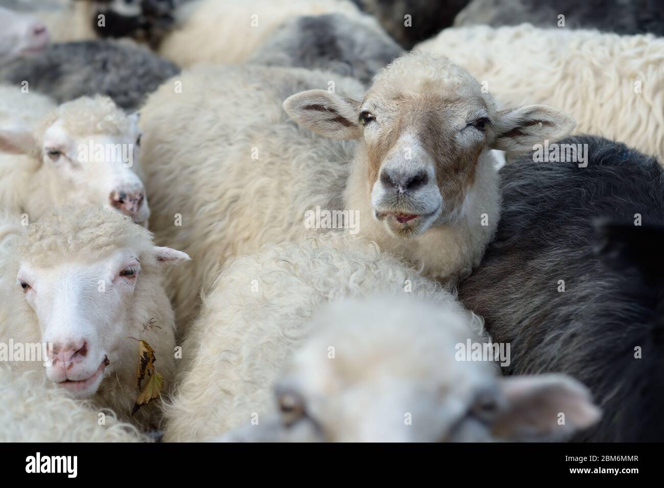 Schafherde auf einer Bergpastbysche Stockfoto