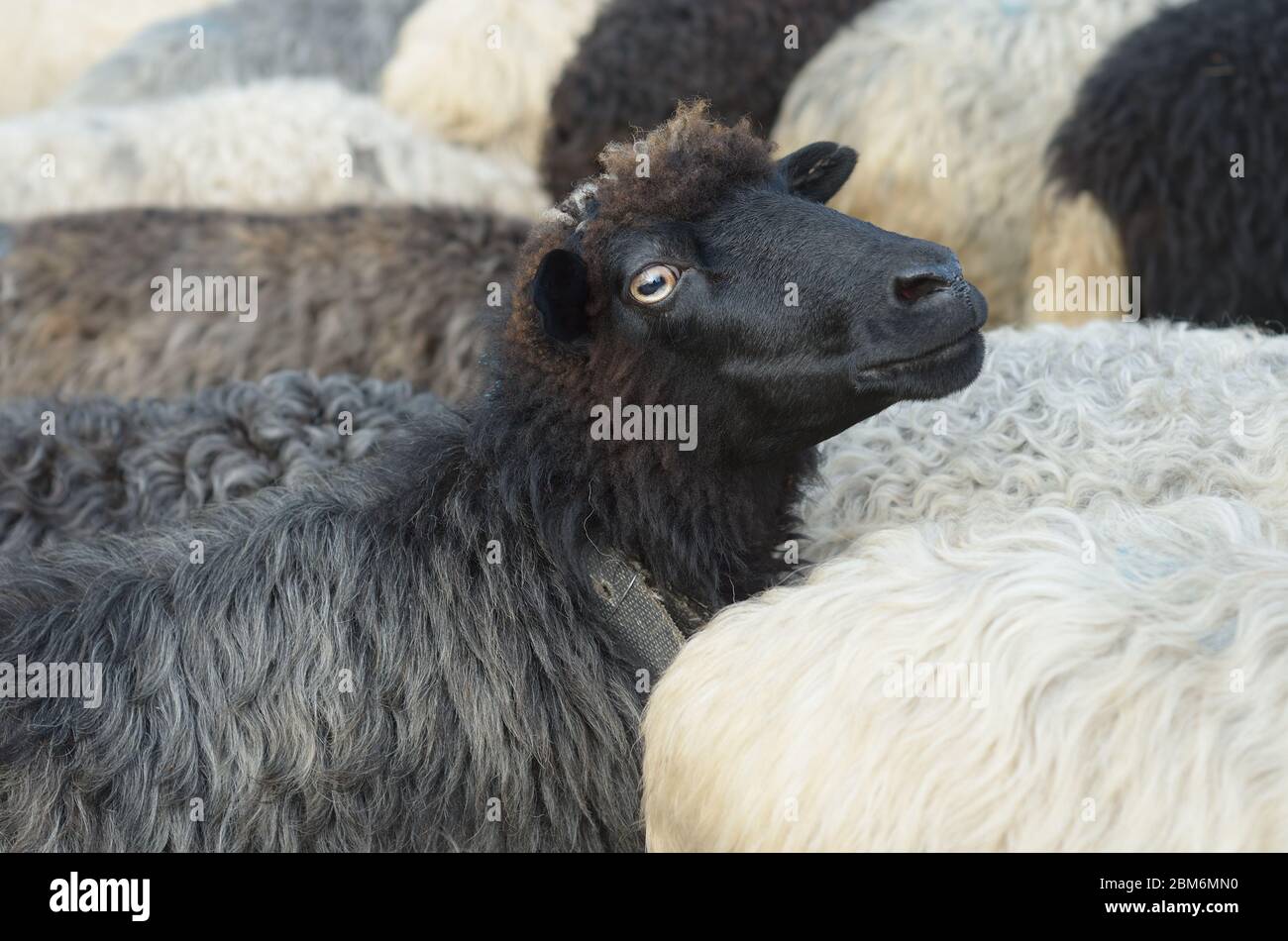 Schwarze Schafe Stockfoto