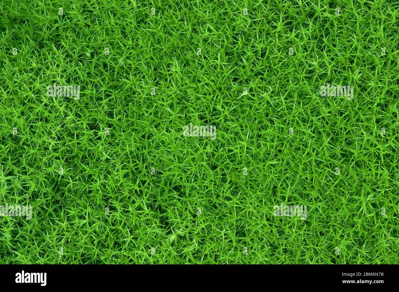 Abstrakte Textur von grünem Moos Stockfoto