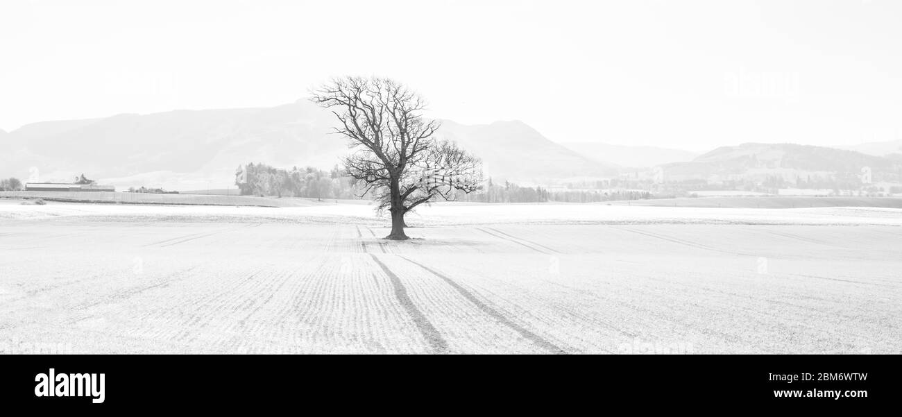 Ein Baum mitten im Nirgendwo. Stille und Einfachheit der Natur bringen Frieden in die Seele. Stockfoto