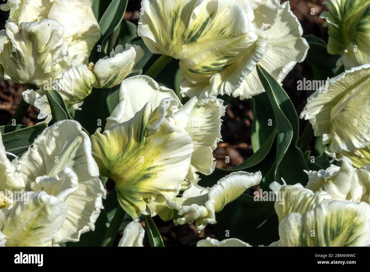 Weiße Tulpen 'Super Papageien' Tulpenblüten Tulipa Blumen weiß geraffte verdrehte Blütenblätter gefiedert Grün Weiße Papageien Tulpen blühendes Blumenbett weiß Stockfoto