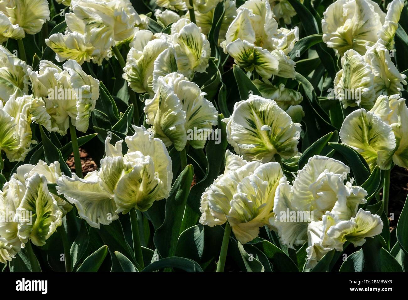 Weiße Tulpen „Super Parrot“ Tulipa Stockfoto