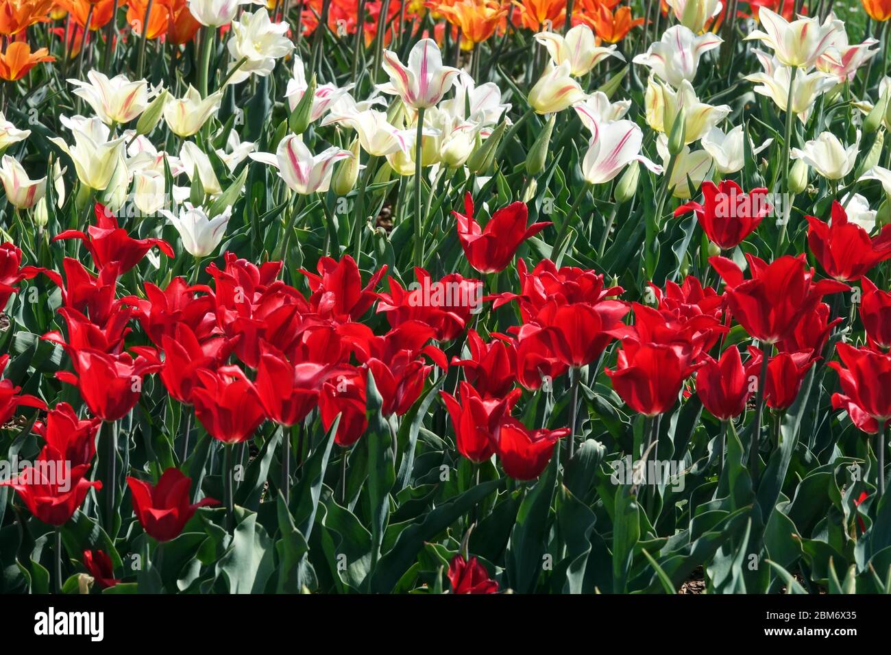 Bunte Tulpen Garten Blumenbeet rot weiß Tulipa „Moneymaker“ und „Holland Chic“ Stockfoto