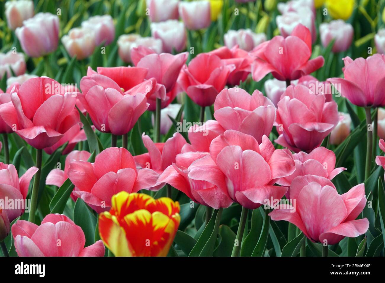 Bunte Tulpen Garten Blumenbeet rosa Tulpen Stockfoto