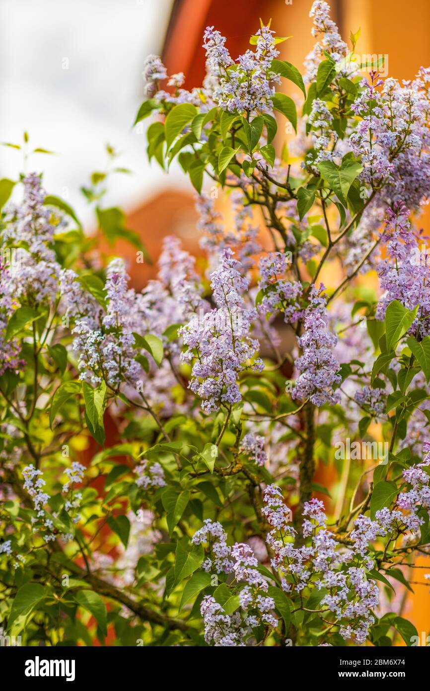 Syringa vulgaris (Flieder oder gewöhnlicher Flieder) ist eine Art blühender Pflanze aus der Familie der Olivengewächse Oleaceae Stockfoto