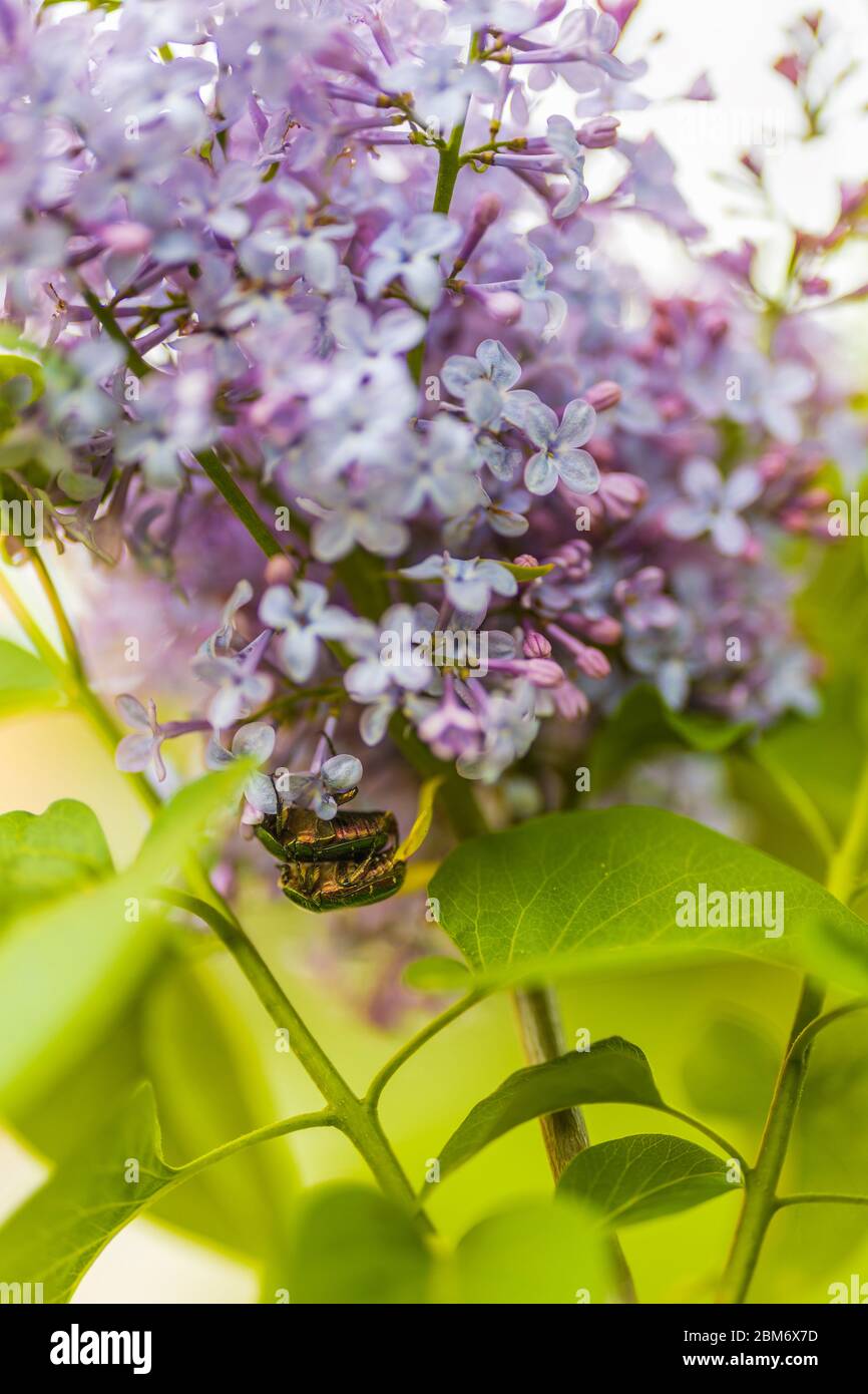 Syringa vulgaris (Flieder oder gewöhnlicher Flieder) ist eine Art blühender Pflanze aus der Familie der Olivengewächse Oleaceae Stockfoto