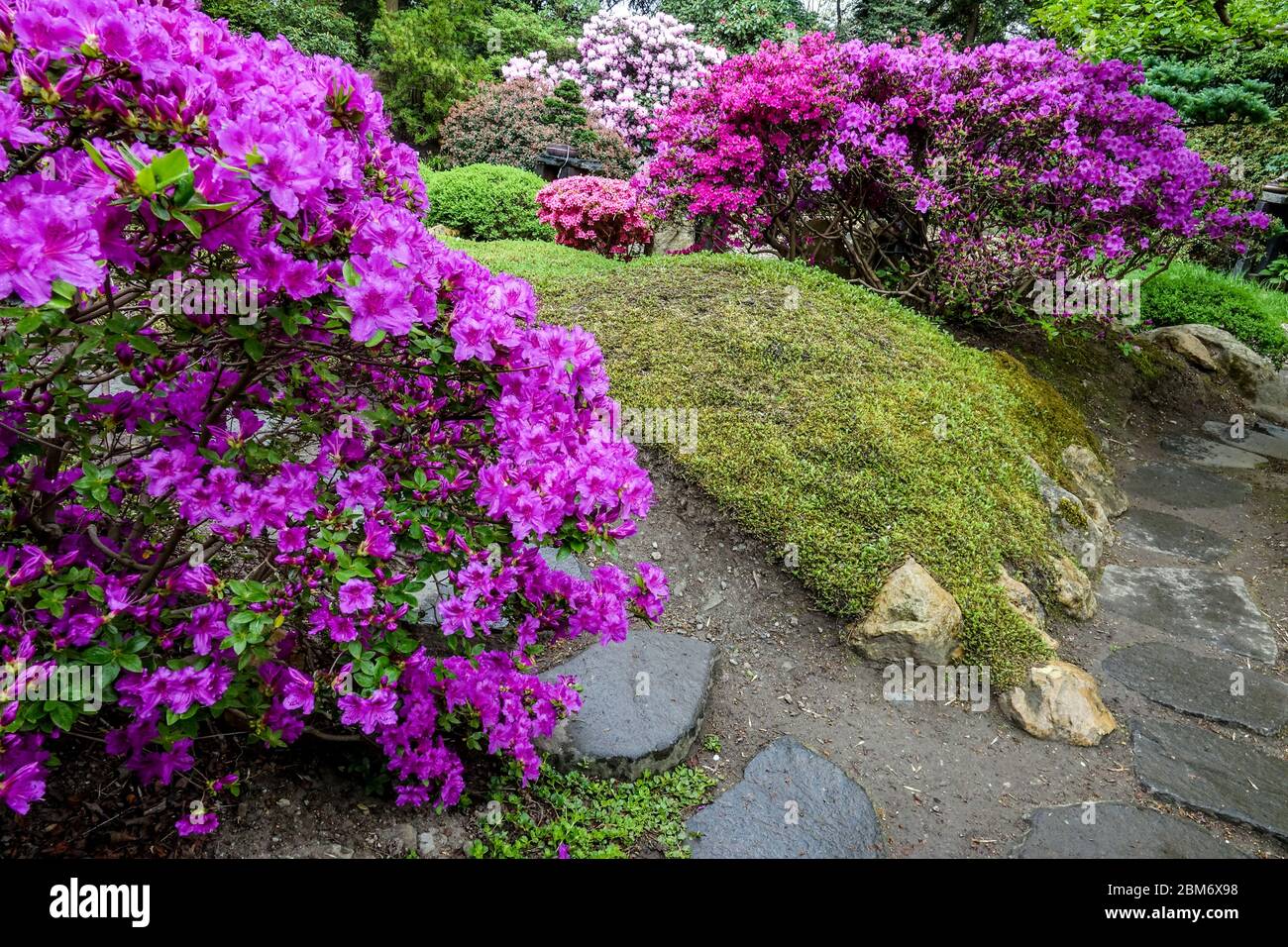 Trittsteine im japanischen Garten Steinweg blühende Rhododendren, blühende Sträucher Frühling Stockfoto