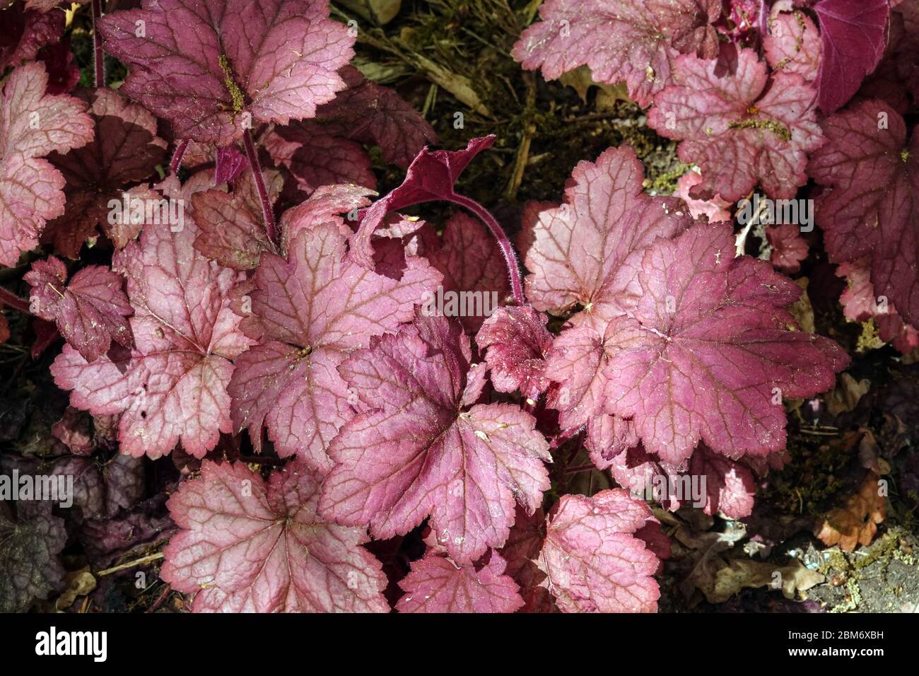 Korallenglocken Heuchera „Georgia Peach“ Heuchera Lila Blätter Stockfoto