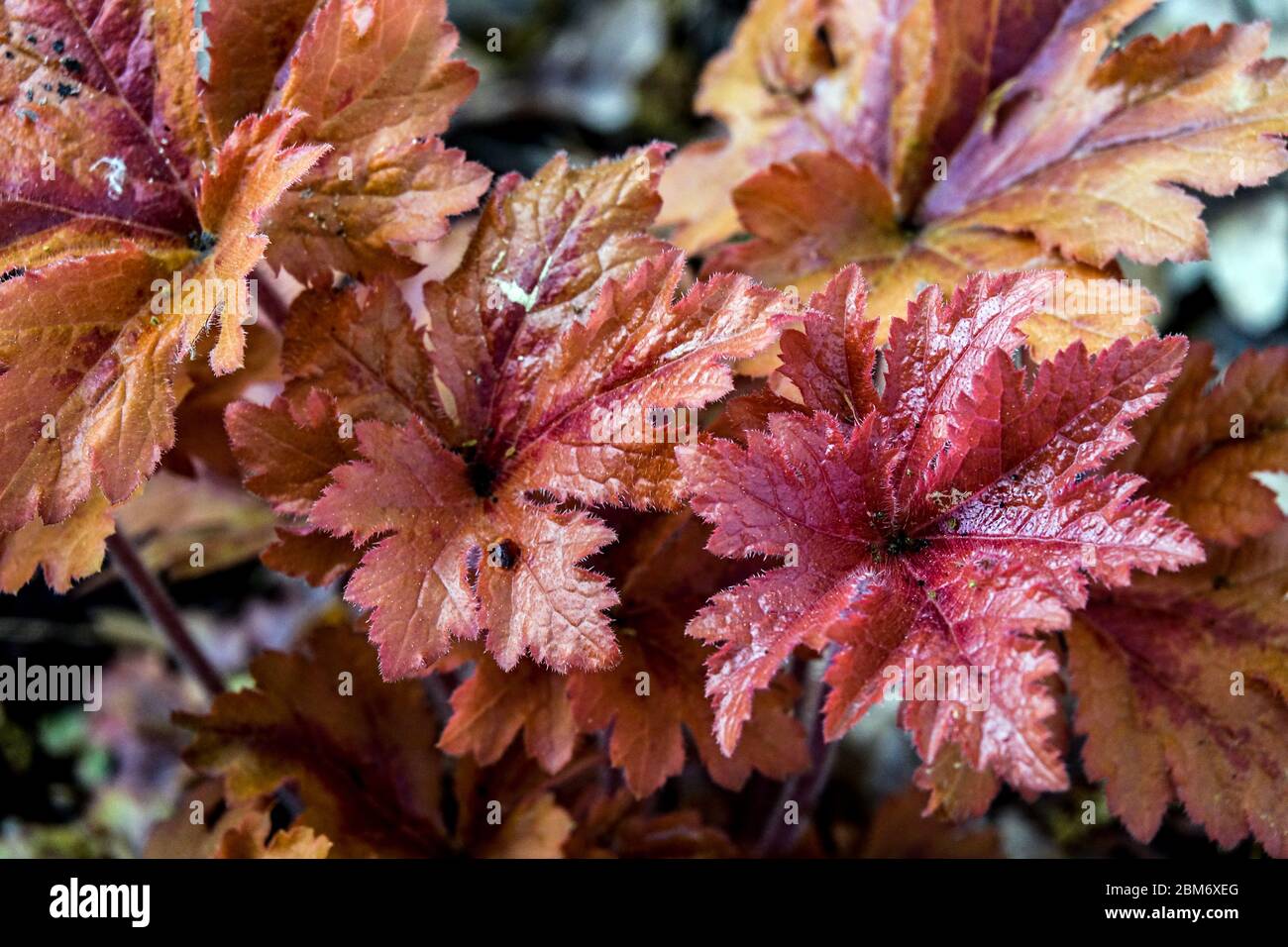 Schaumig Glocken Heucherella 'Hopscotch' Stockfoto
