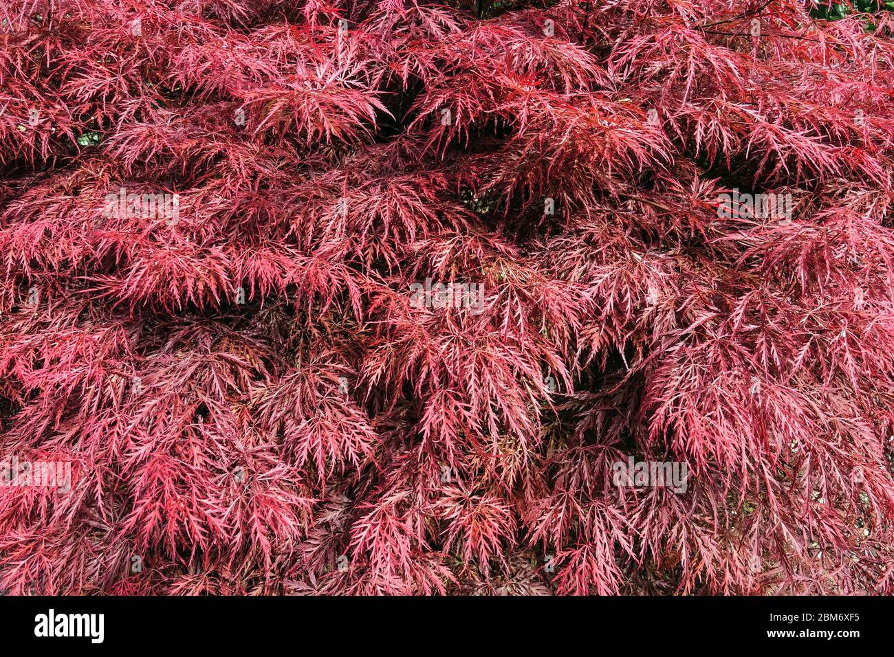 Acer palmatum 'Ever Red' japanischer Ahorn Stockfoto