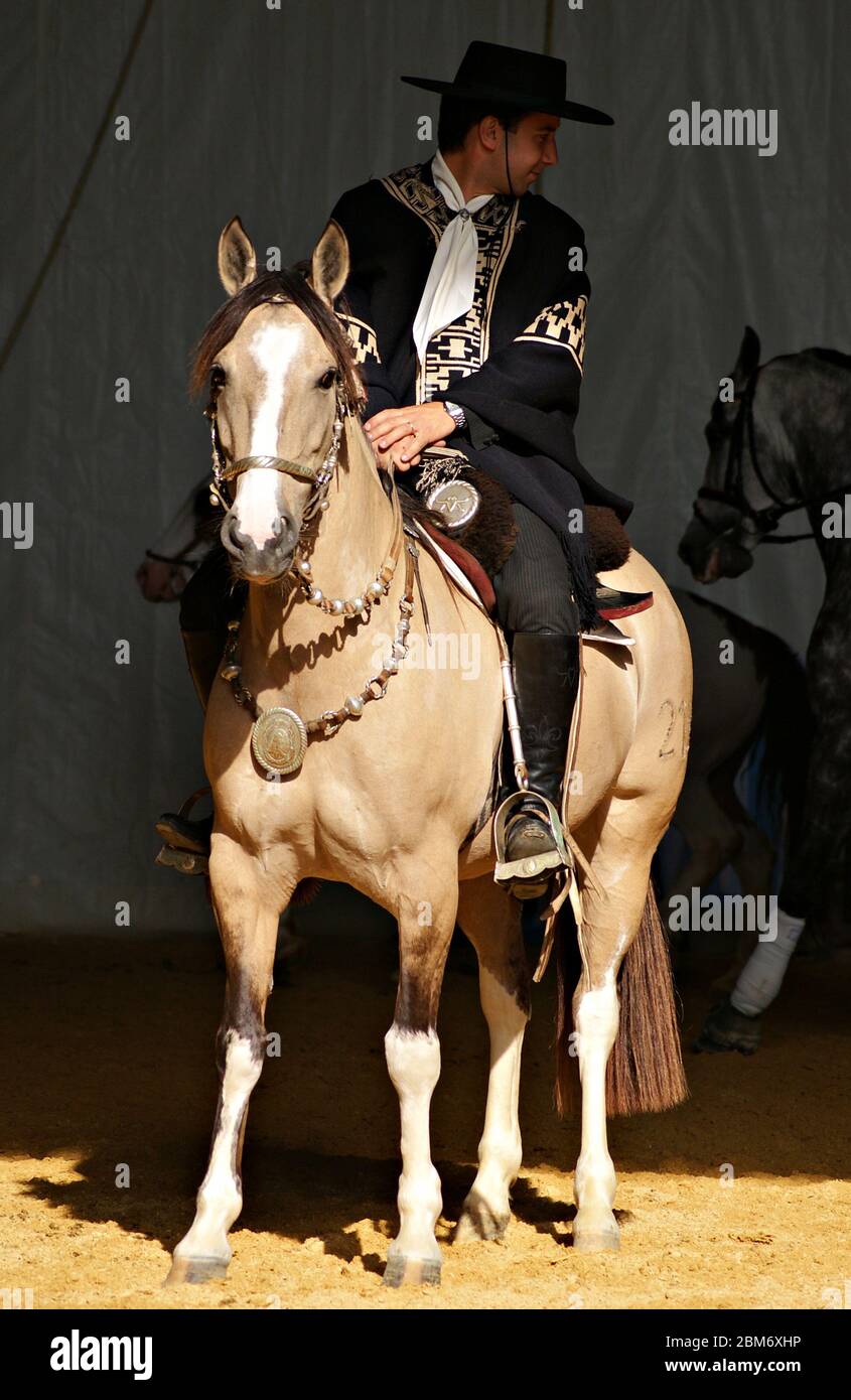 Gaucho in traditionellem Outfit auf einem criollo-Pferd aus Hirschleder Stockfoto