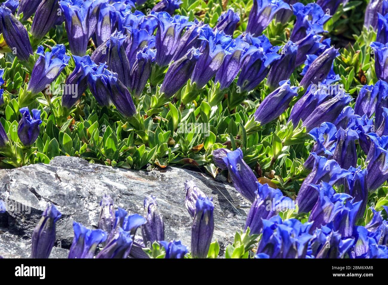 Blau stemless Gentian Gentiana acaulis Steingarten Blumen Stockfoto