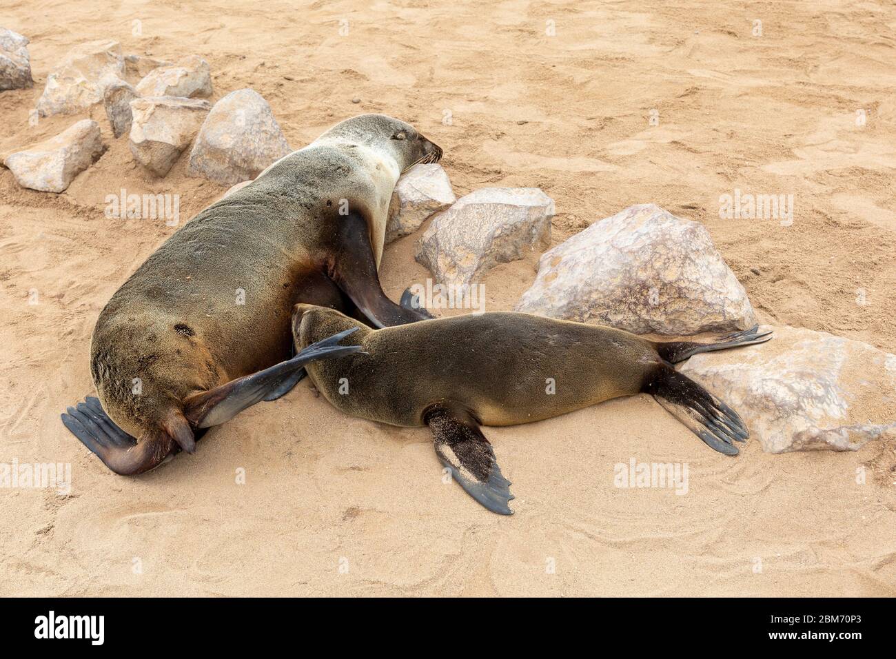 Cape Cross Seal Reserve, Robbenreservat, Kreuzkap, Skeleton Coast Park, Namibia Stockfoto