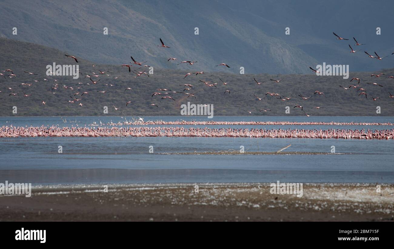 Blick auf Flamingos-Herde auf den Bogoria-See in Kenia - Afrika Stockfoto