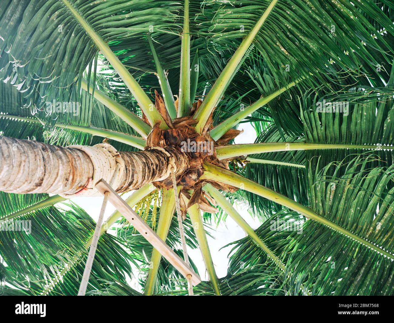 Unterseite einer Palme Stockfoto