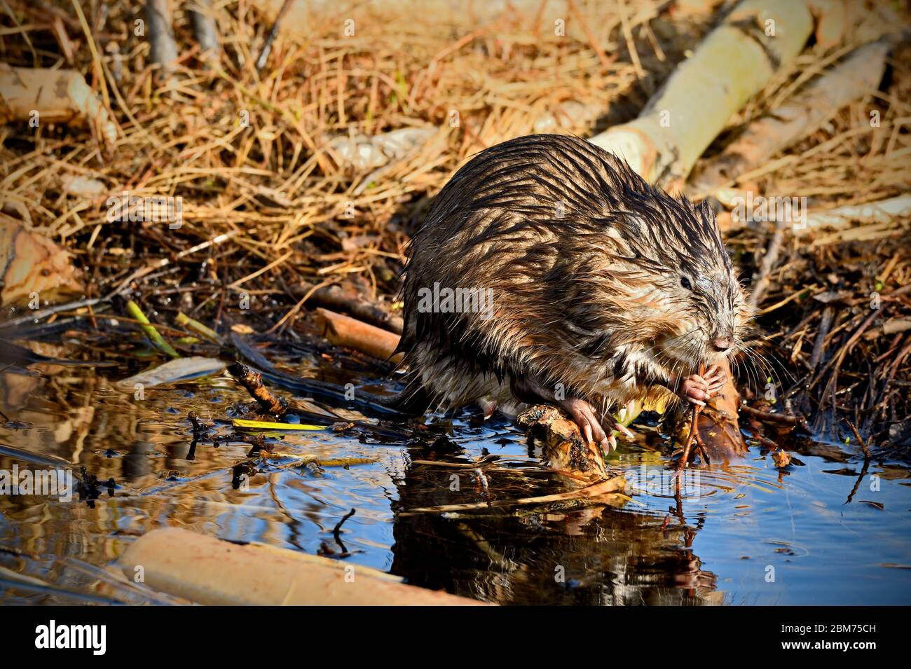 Ein wilder Bisamratte Ondatra zibethicus, der am Ufer eines ländlichen Biberteiches sitzt und sich an einigen Wasserpflanzen in der Nähe von Hinton Alberta Canada ernährt. Stockfoto