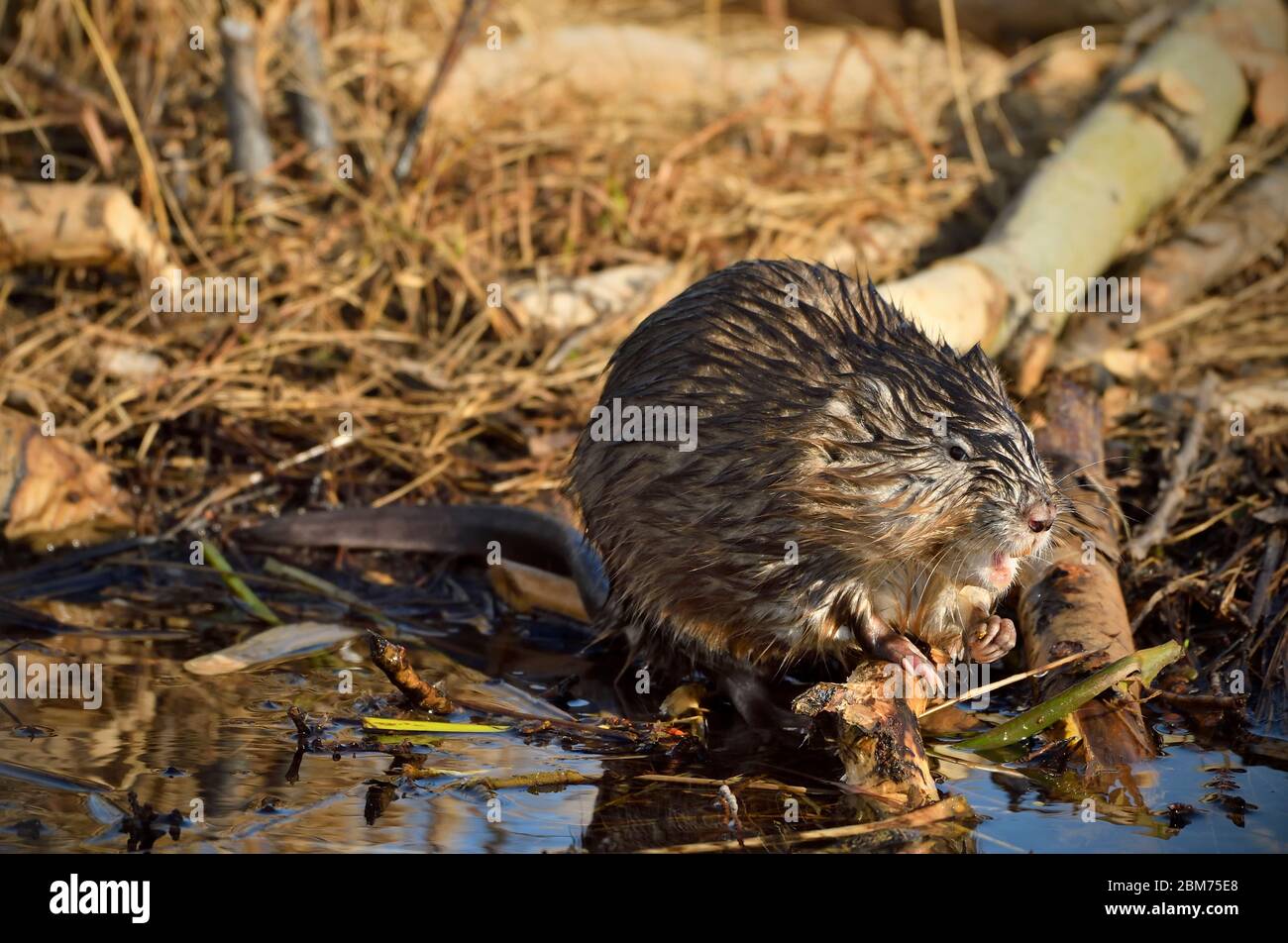 Ein wilder Bisamratte Ondatra zibethicus, der am Ufer eines ländlichen Biberteiches sitzt und sich an einigen Wasserpflanzen in der Nähe von Hinton Alberta Canada ernährt. Stockfoto