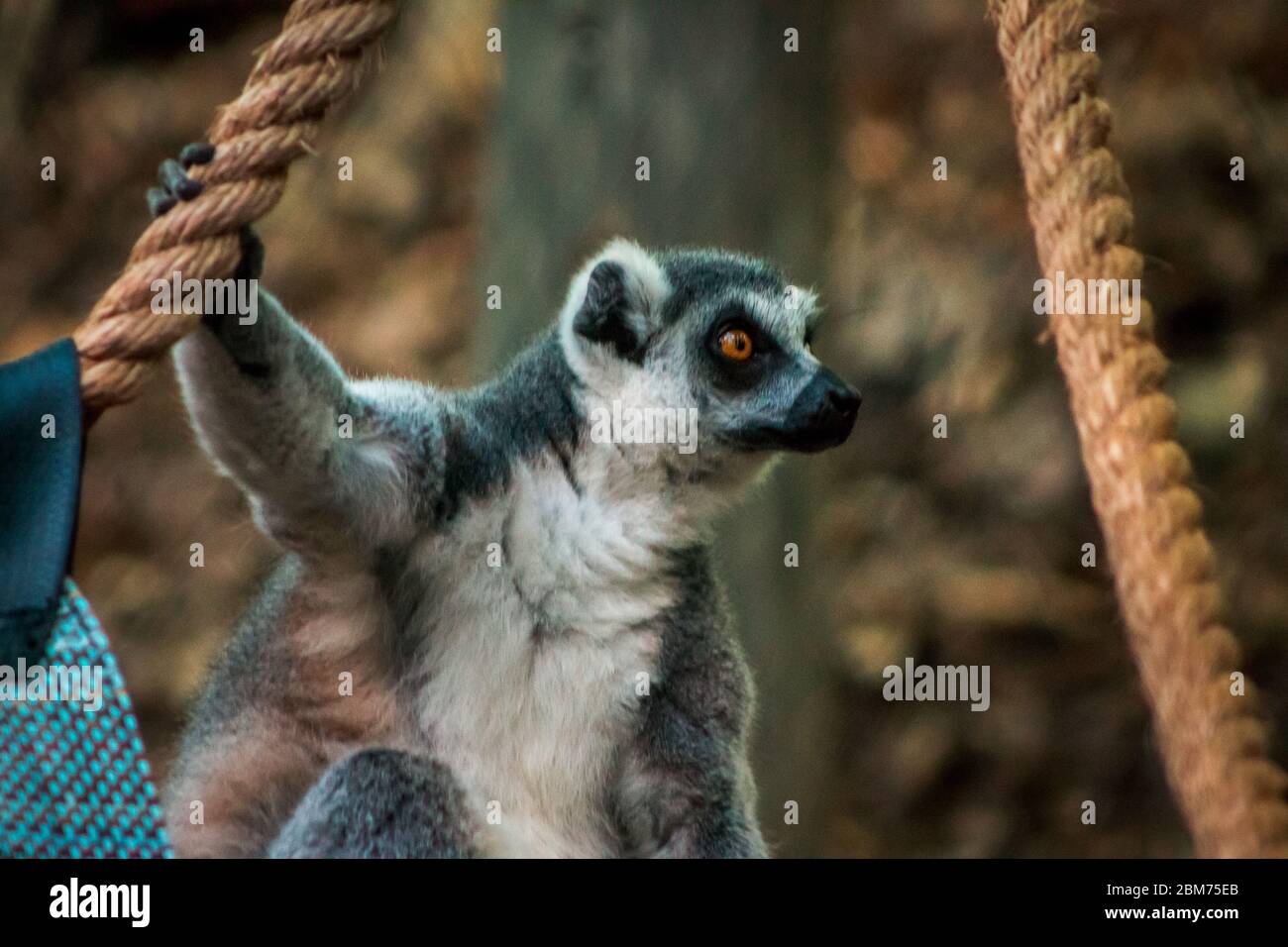 Ring tailed Lemur sitzt in einem Gehege im John Ball Zoo Stockfoto