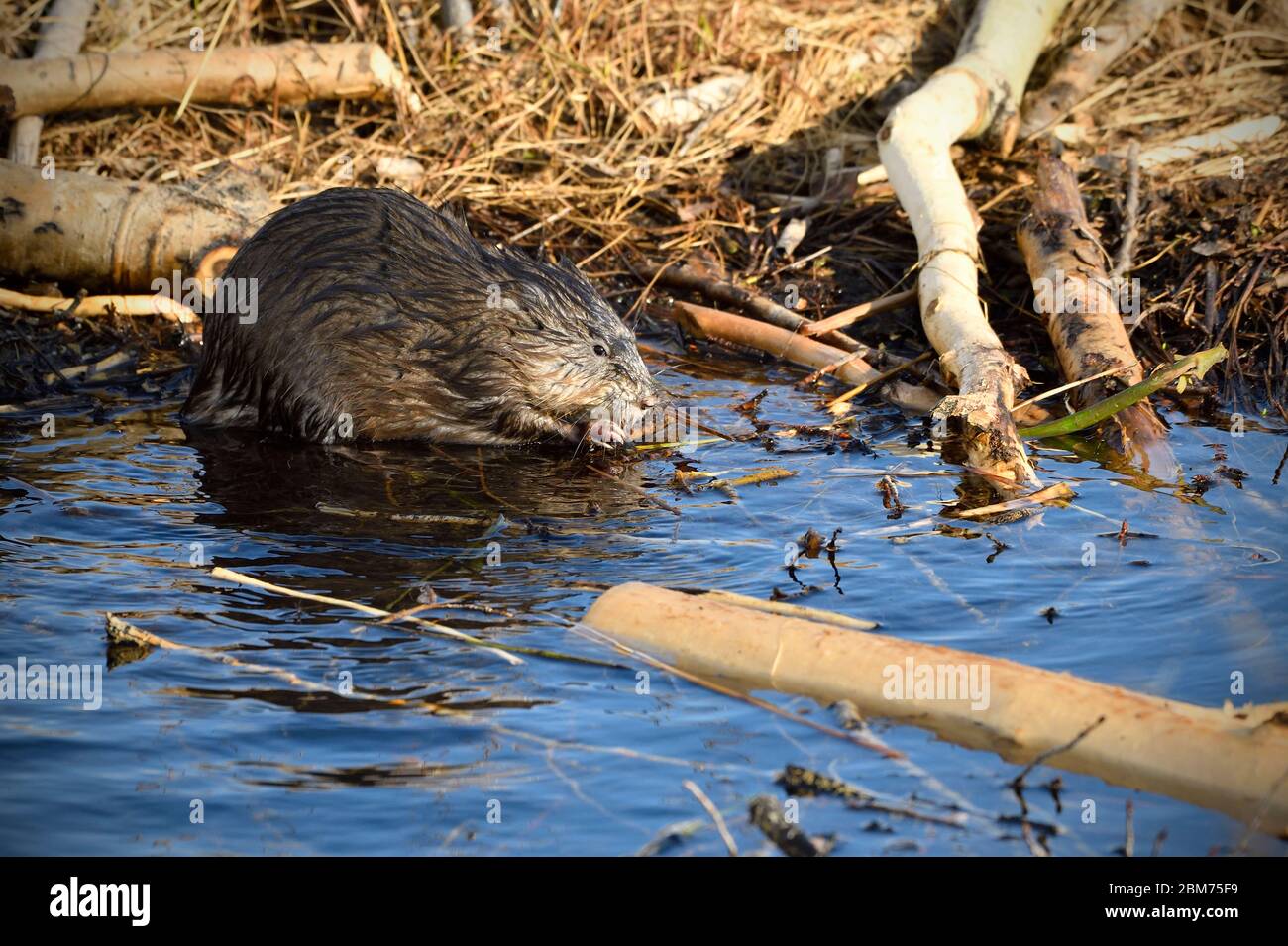 Ein wilder Bisamratte Ondatra zibethicus, am Ufer eines ländlichen Biberteiches, der sich an einigen Wasserpflanzen in der Nähe von Hinton Alberta Canada ernährt. Stockfoto