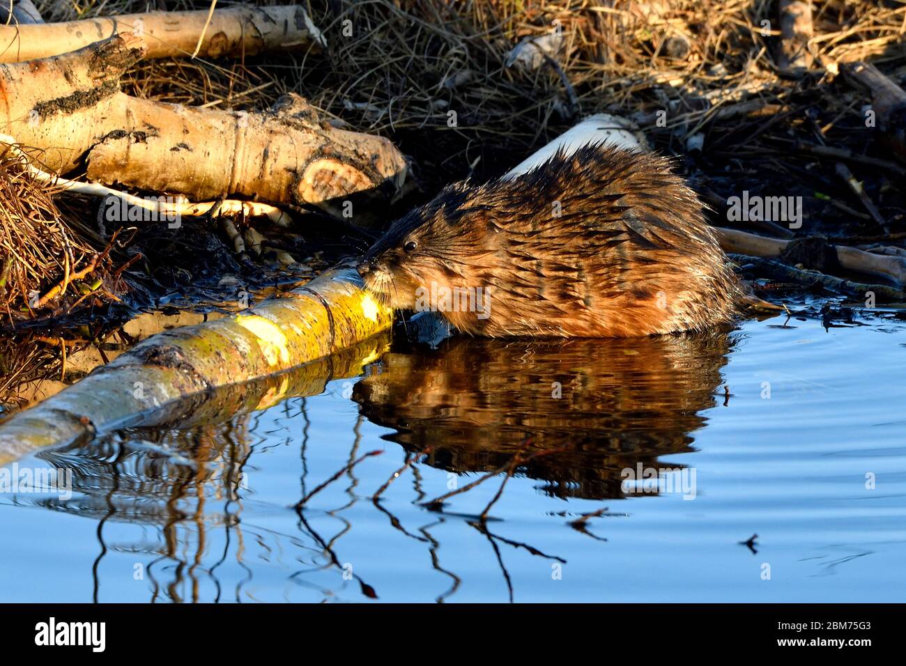 Ein wilder Muskrat Ondatra zibethicus, der auf der Rinde eines Stückes Espenbaum kaut, den ein Biber in der Nähe von Hinton Alberta Canada noch nicht gegessen hat. Stockfoto