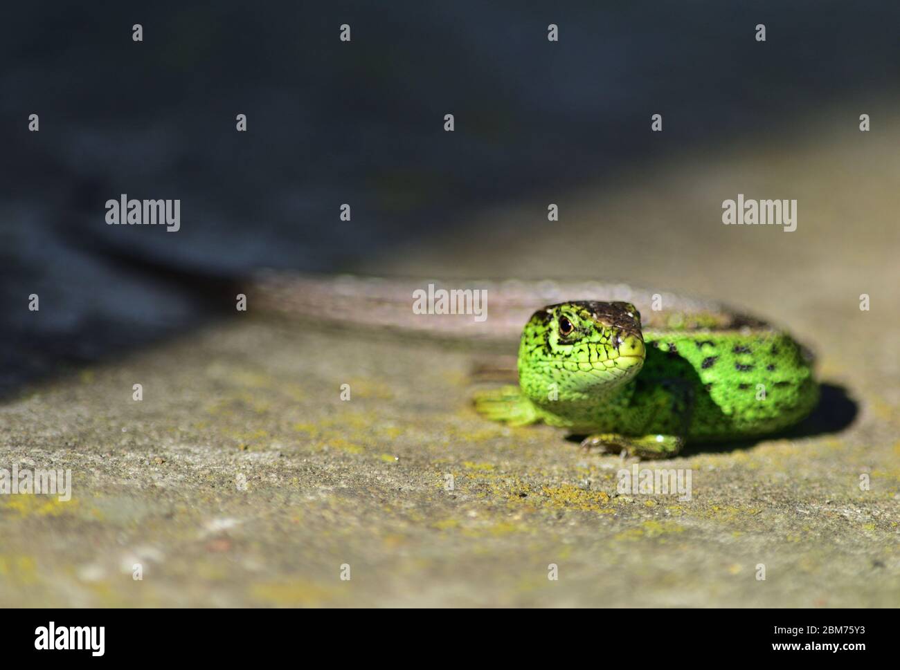 Eidechse aus Sand - Lacerta agilis Männchen auf grauer Oberfläche Stockfoto