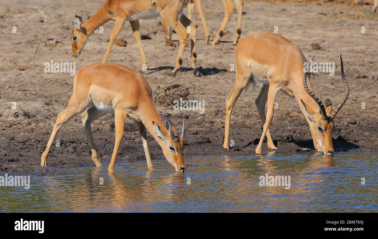 Dieses Foto wurde im Chobe National Park, Botswana, aufgenommen Stockfoto