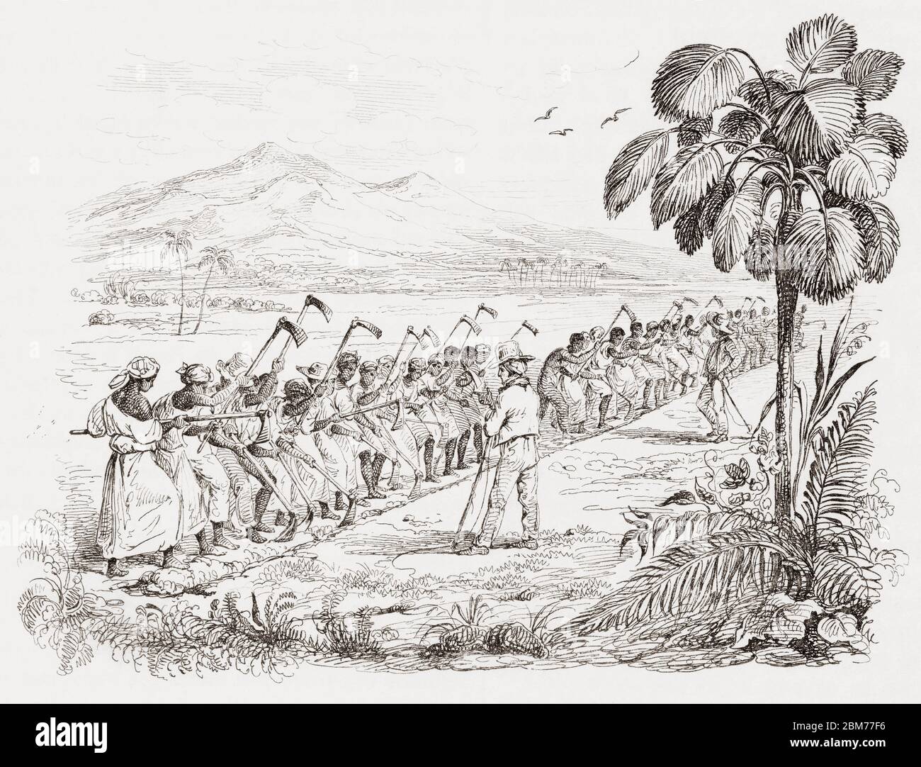 Eine Sklavenbande, die um 1826 auf einer von Aufsehern bewachten Plantage in Martinique arbeitete. Nach einem Stich in dem Buch Voyage Pittoresque dans les Deux Amèriques von Alcide Dessalines d’Orbigny, das 1836 in Paris veröffentlicht wurde. Stockfoto
