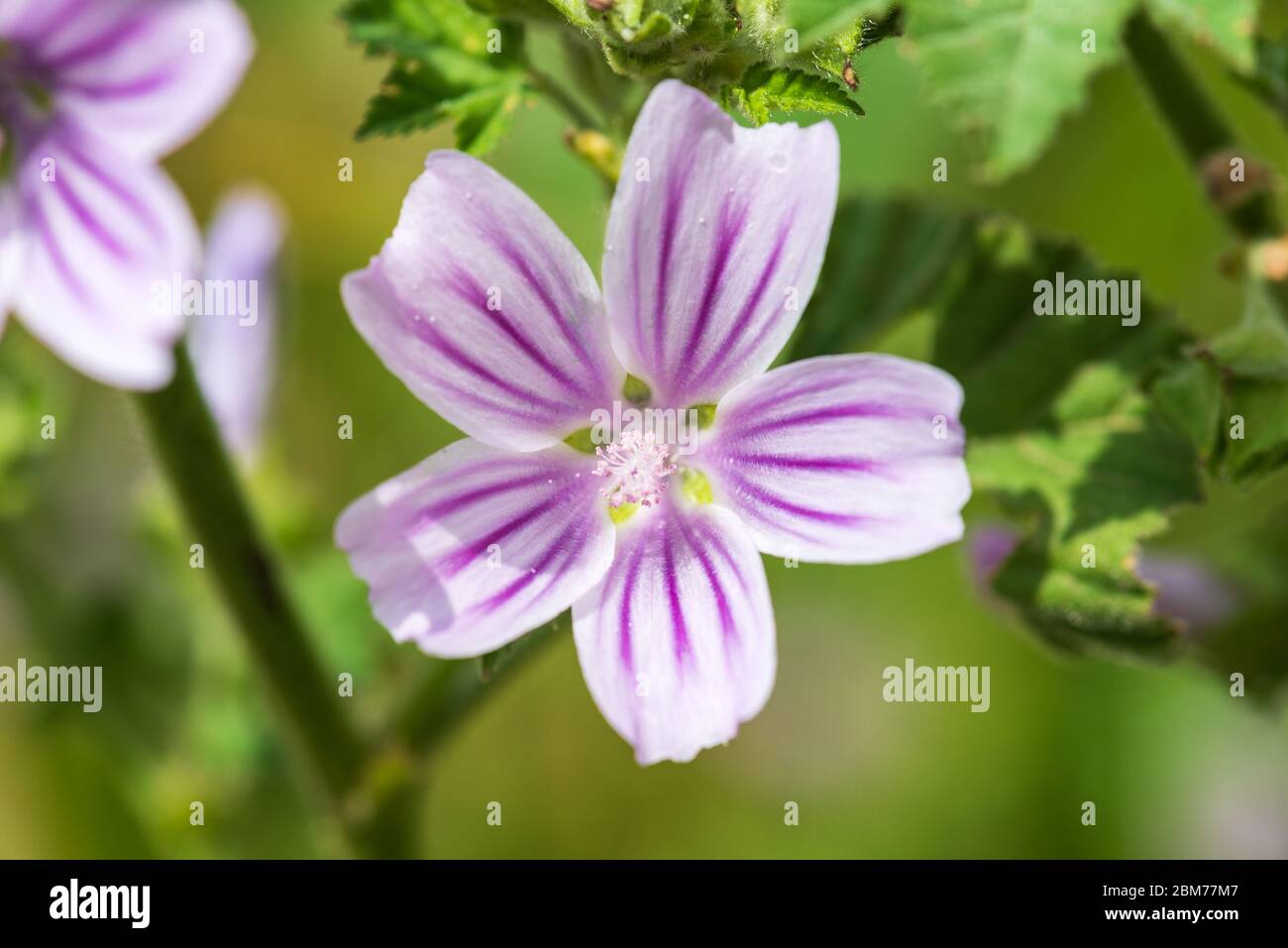 Malve, Malva sylvestris Blüten Stockfoto