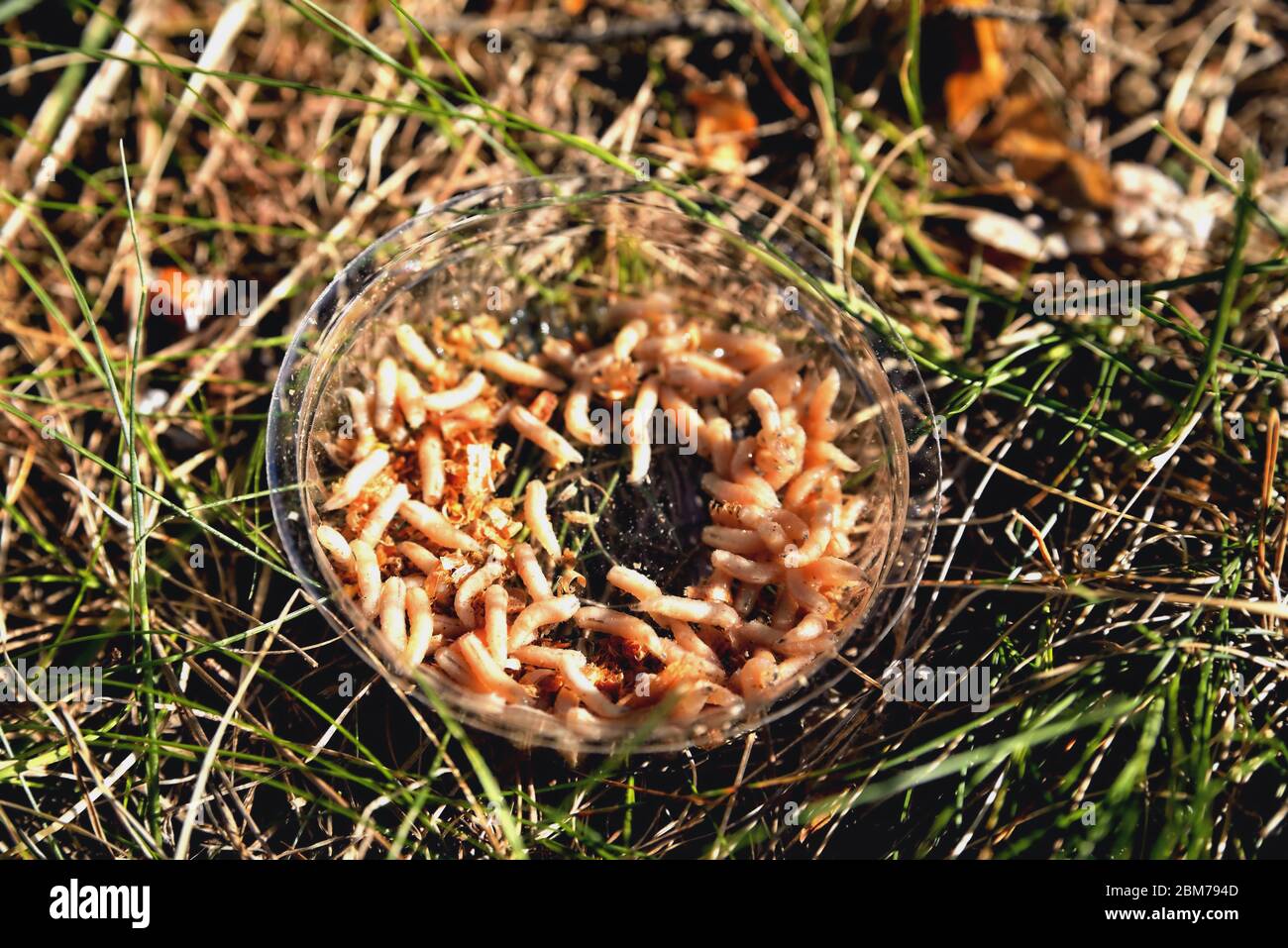 Maden zum Angeln in einer transparenten Box im Gras, Sonnenlicht, Hintergrund, Nahaufnahme Stockfoto