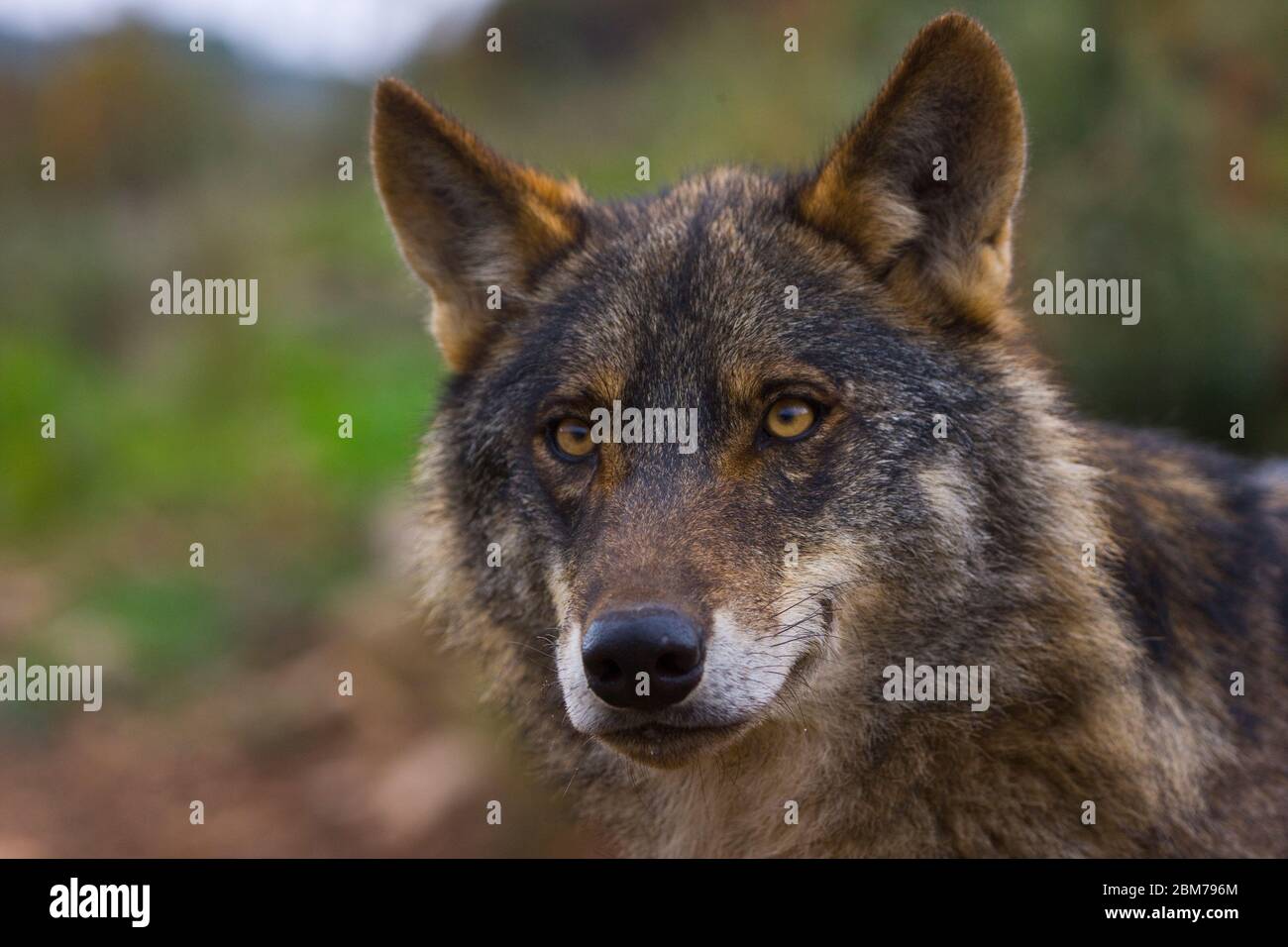 Lobo iberico (Canis lupus) Stockfoto