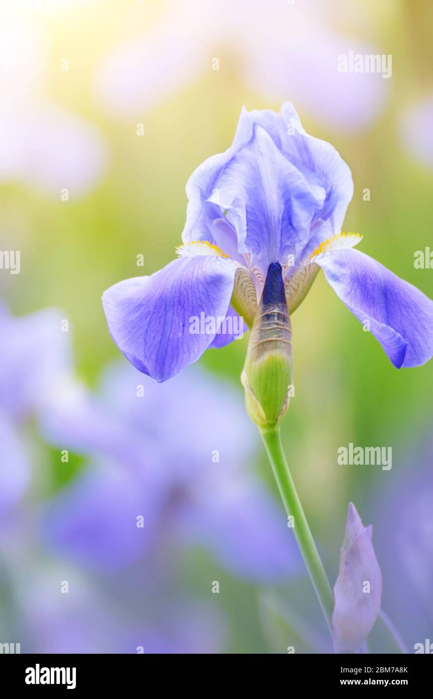Violett Iris. Schönen Garten Blume Nahaufnahme auf grünem Hintergrund Stockfoto