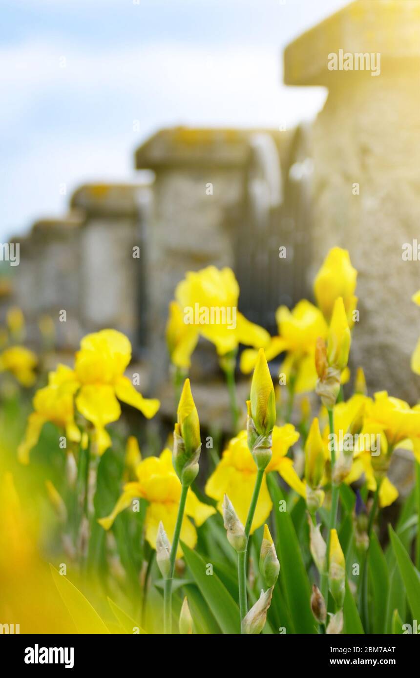 Gelbe Iris. Schönen Garten Blume Nahaufnahme auf grünem Hintergrund Stockfoto