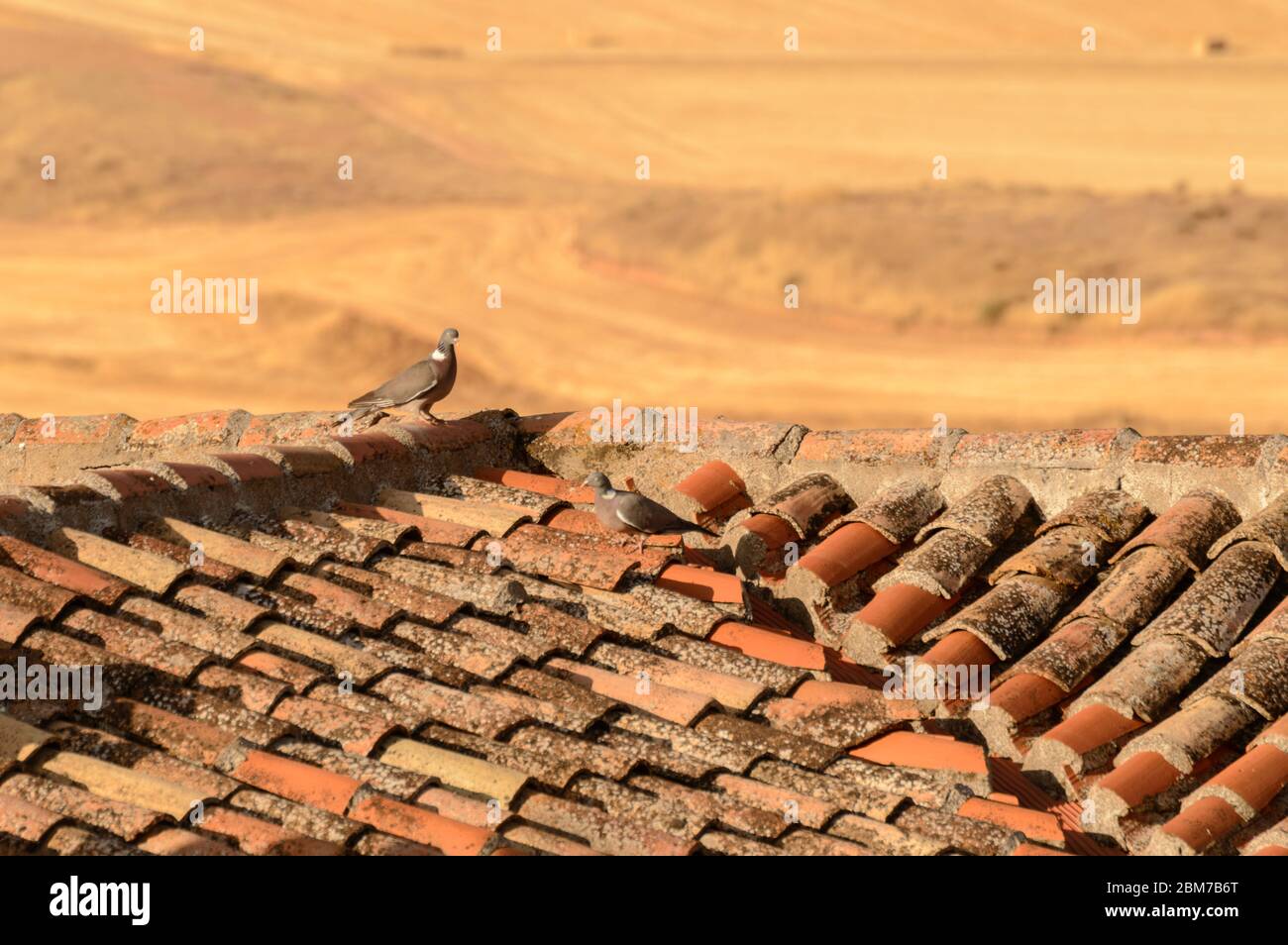 Ein paar Tauben in der Liebe auf dem Dach der Fliesen in Hita. Juli 23, 2019. Hita Guadalajara Castilla La Mancha. Spanien. Reisen Tourismus Feiertage Stockfoto
