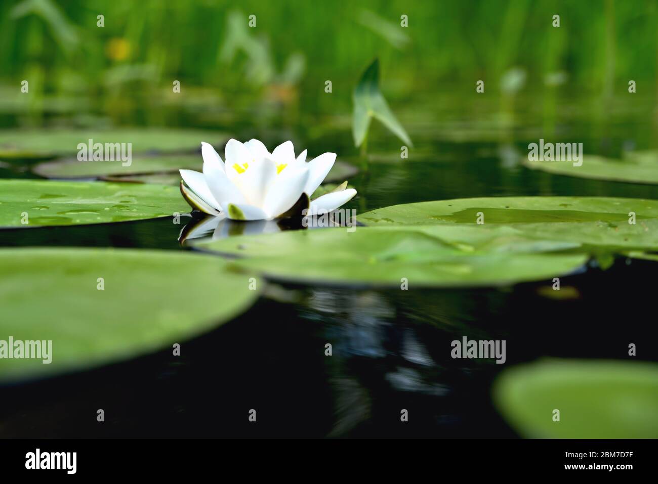 Lilie im Wasser vor dem Hintergrund der grünen Blätter Stockfoto