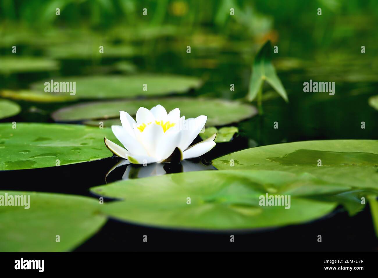 Lilie im Wasser vor dem Hintergrund der grünen Blätter Stockfoto