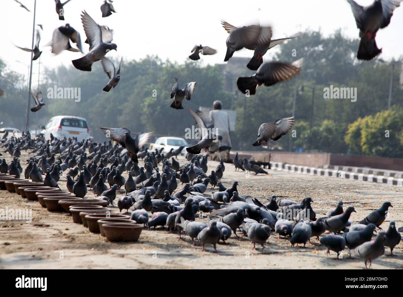 Pegions oder Tauben die Straße der Stadt, Pegions ist das Symbol des Friedens, Neu Delhi / Alt Delhi, Indien (Copyright © Saji Maramon) Stockfoto