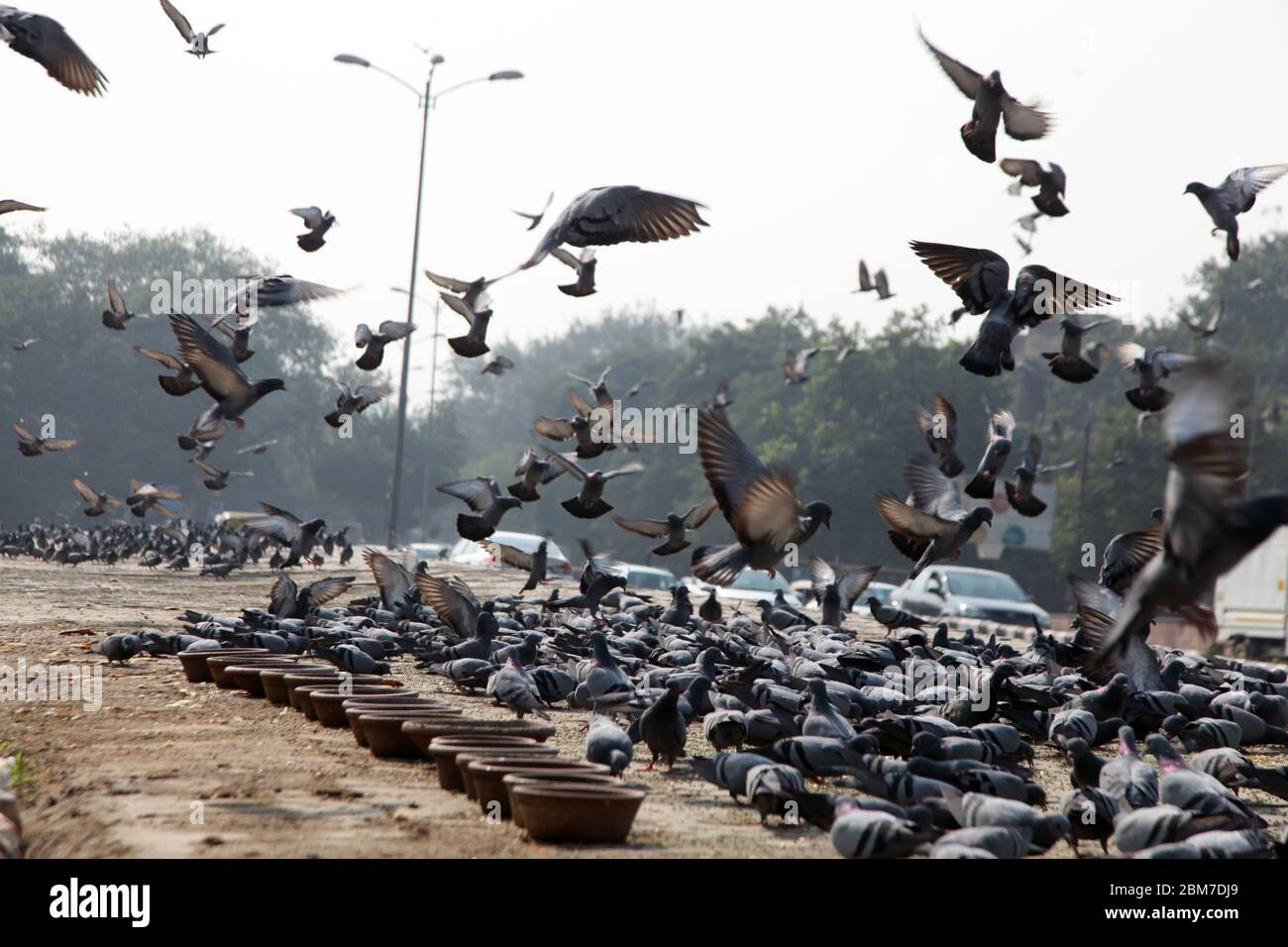 Pegions oder Tauben die Straße der Stadt, Pegions ist das Symbol des Friedens, Neu Delhi / Alt Delhi, Indien (Copyright © Saji Maramon) Stockfoto