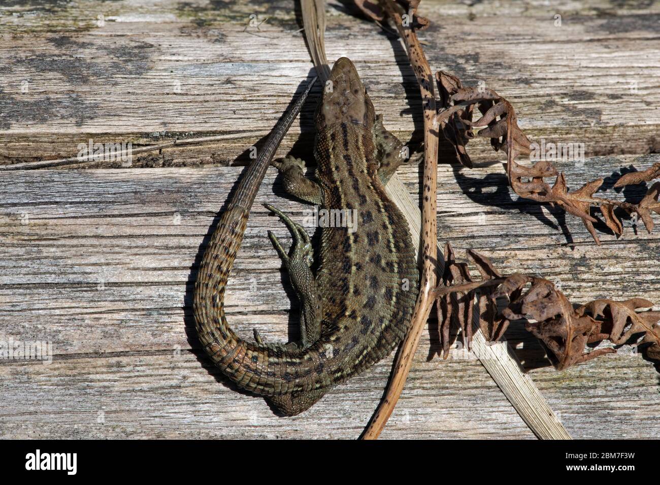 Viviparous Lizard (Zootoca vivipara) aalen auf Holzklotz Stockfoto