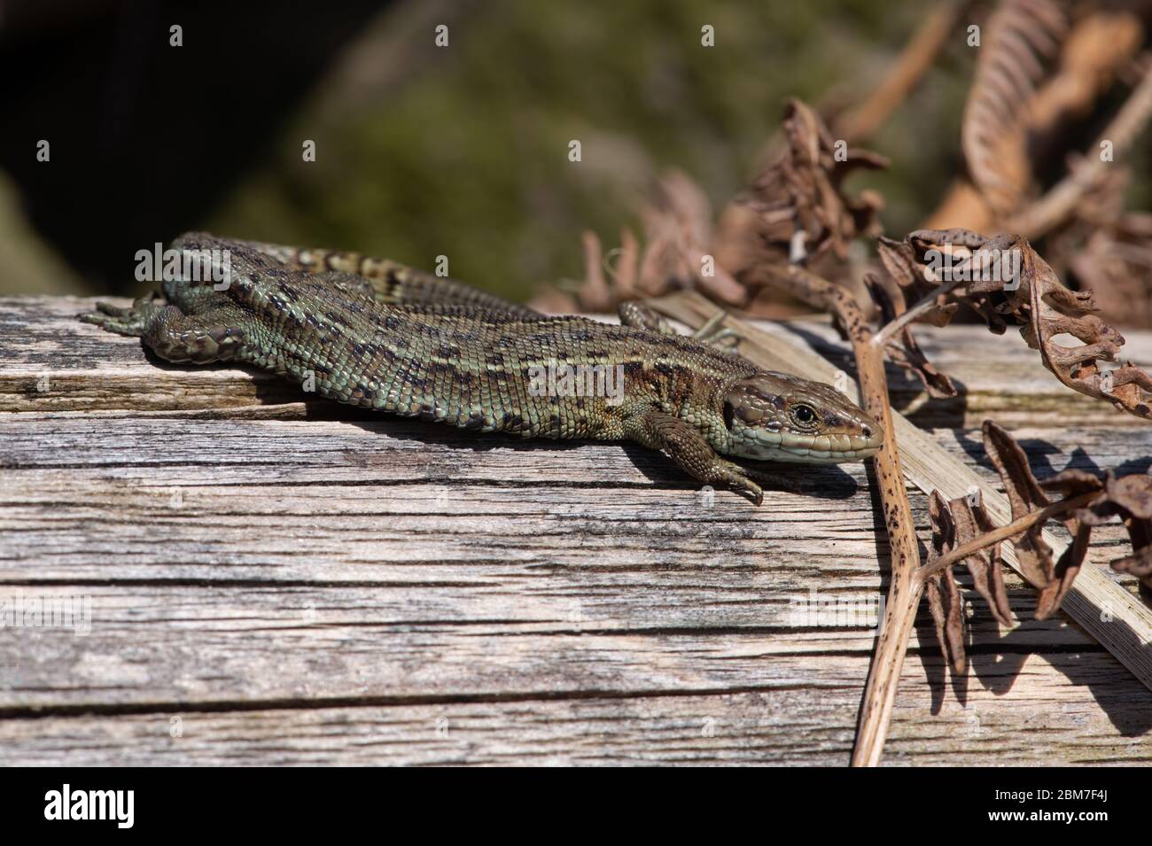 Viviparous Lizard (Zootoca vivipara) aalen auf Holzklotz Stockfoto