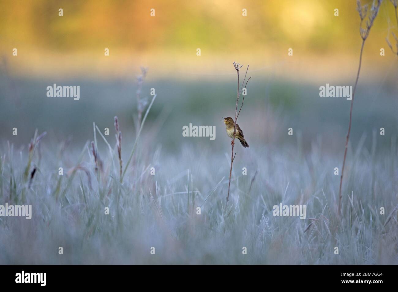 Grasshopper Warbler (Locustella naevia) Stockfoto