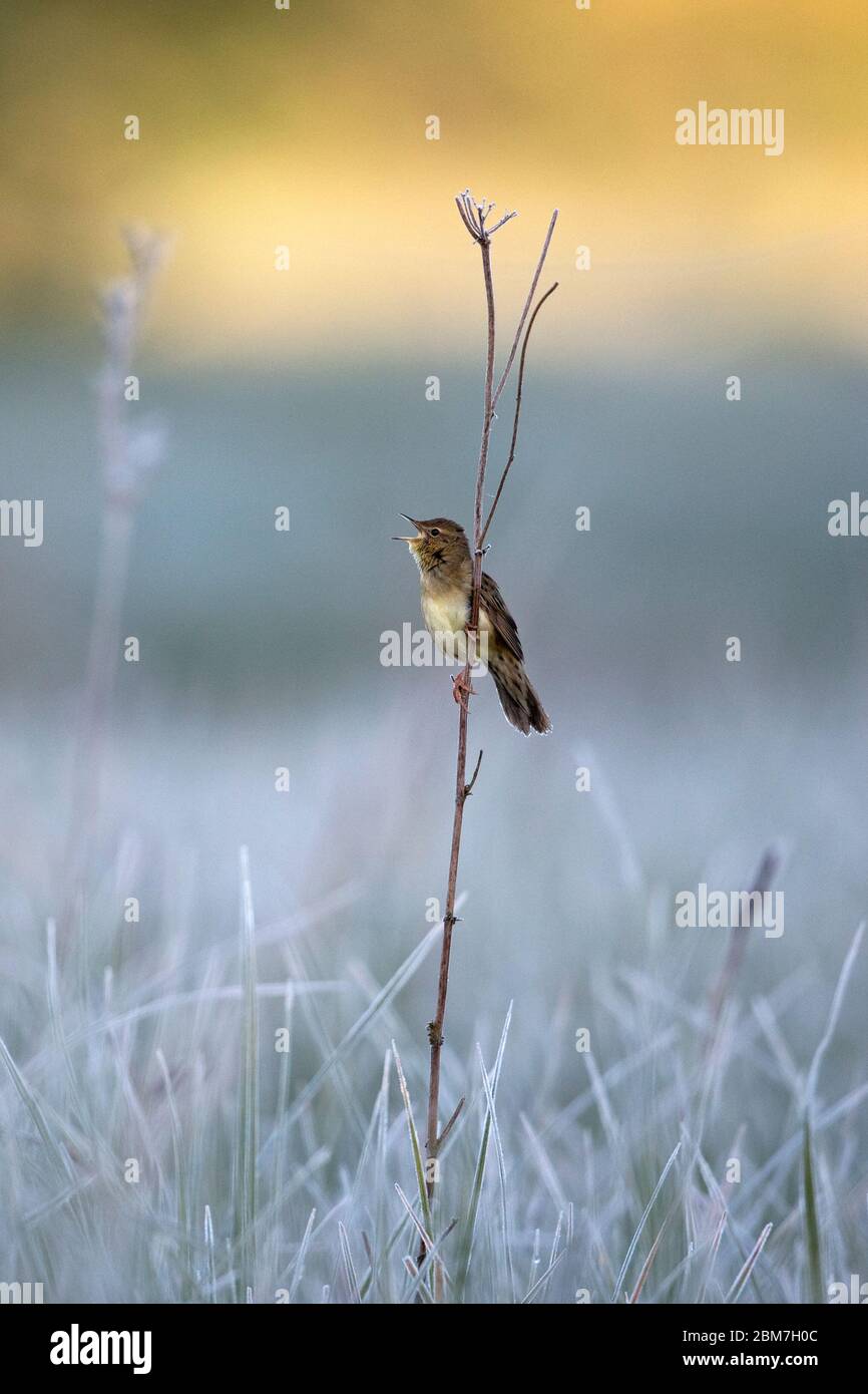 Grasshopper Warbler (Locustella naevia) Stockfoto