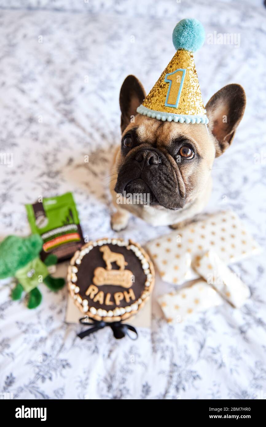 Der erste Geburtstag der französischen Bulldogge ist mit Geschenken und Geburtstagskuchen umgeben. Stockfoto